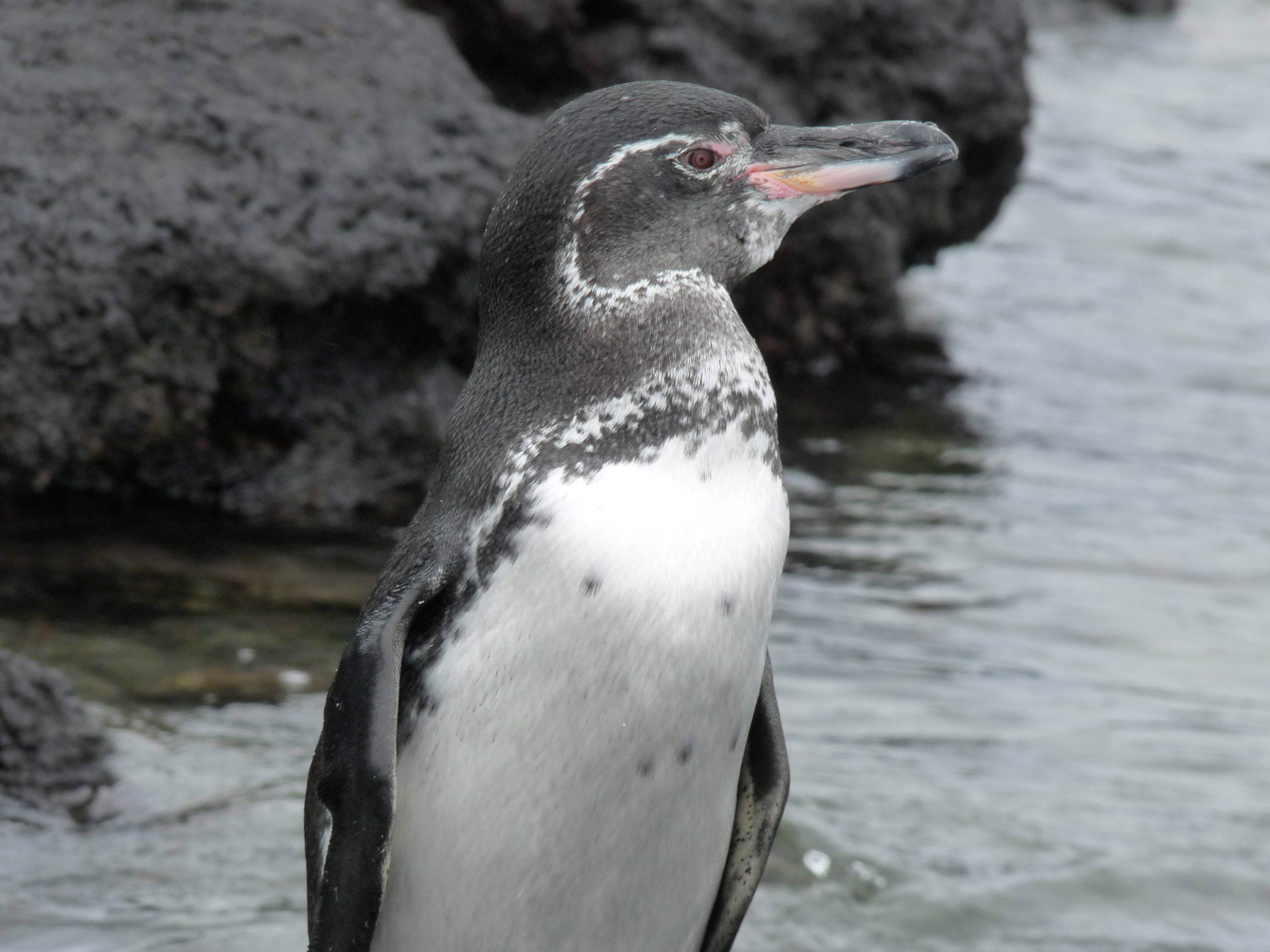 gal-pagos-penguin-biology-center-for-ecosystem-sentinels