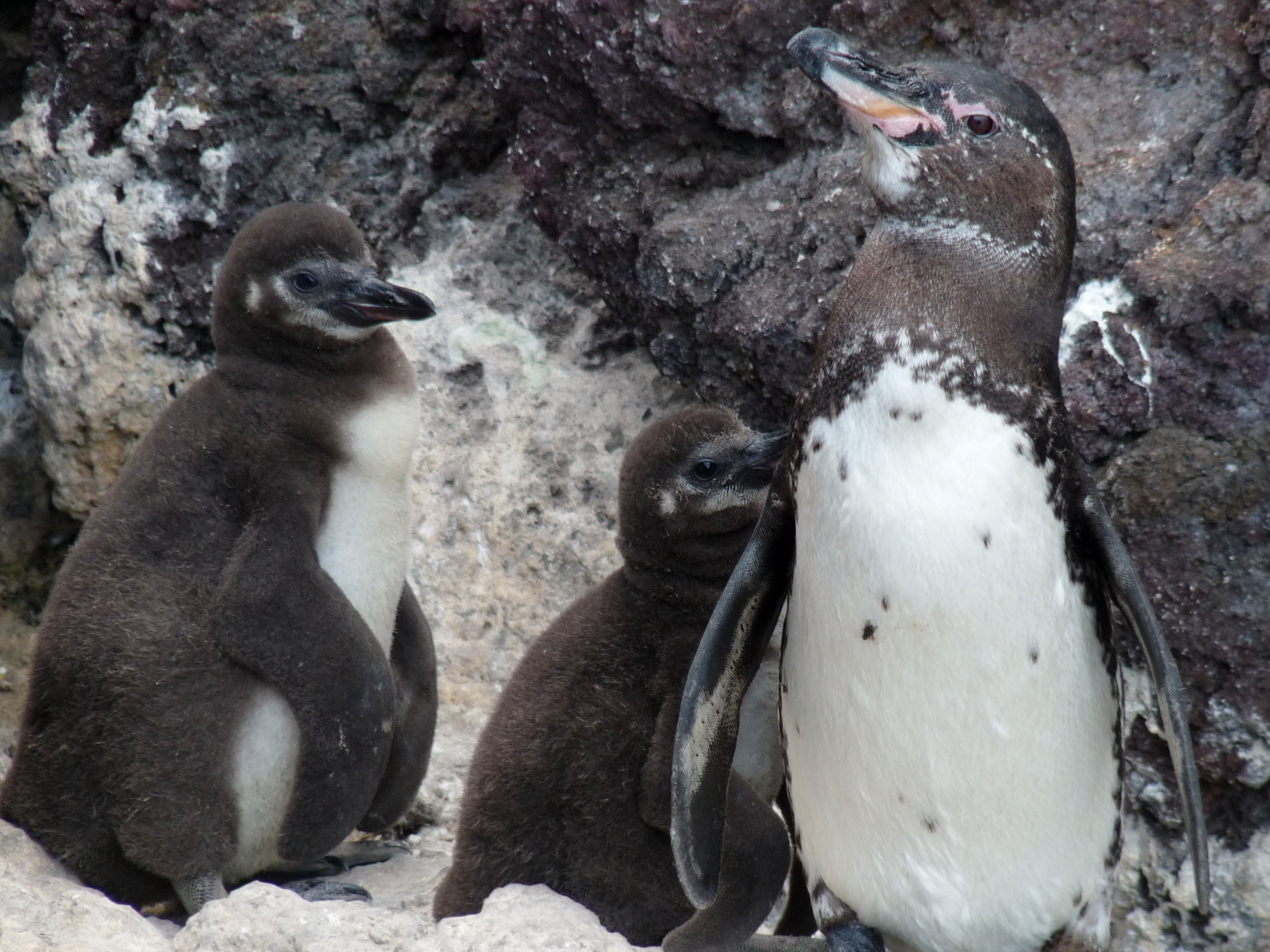 Galápagos Penguin Biology - Center for Ecosystem Sentinels