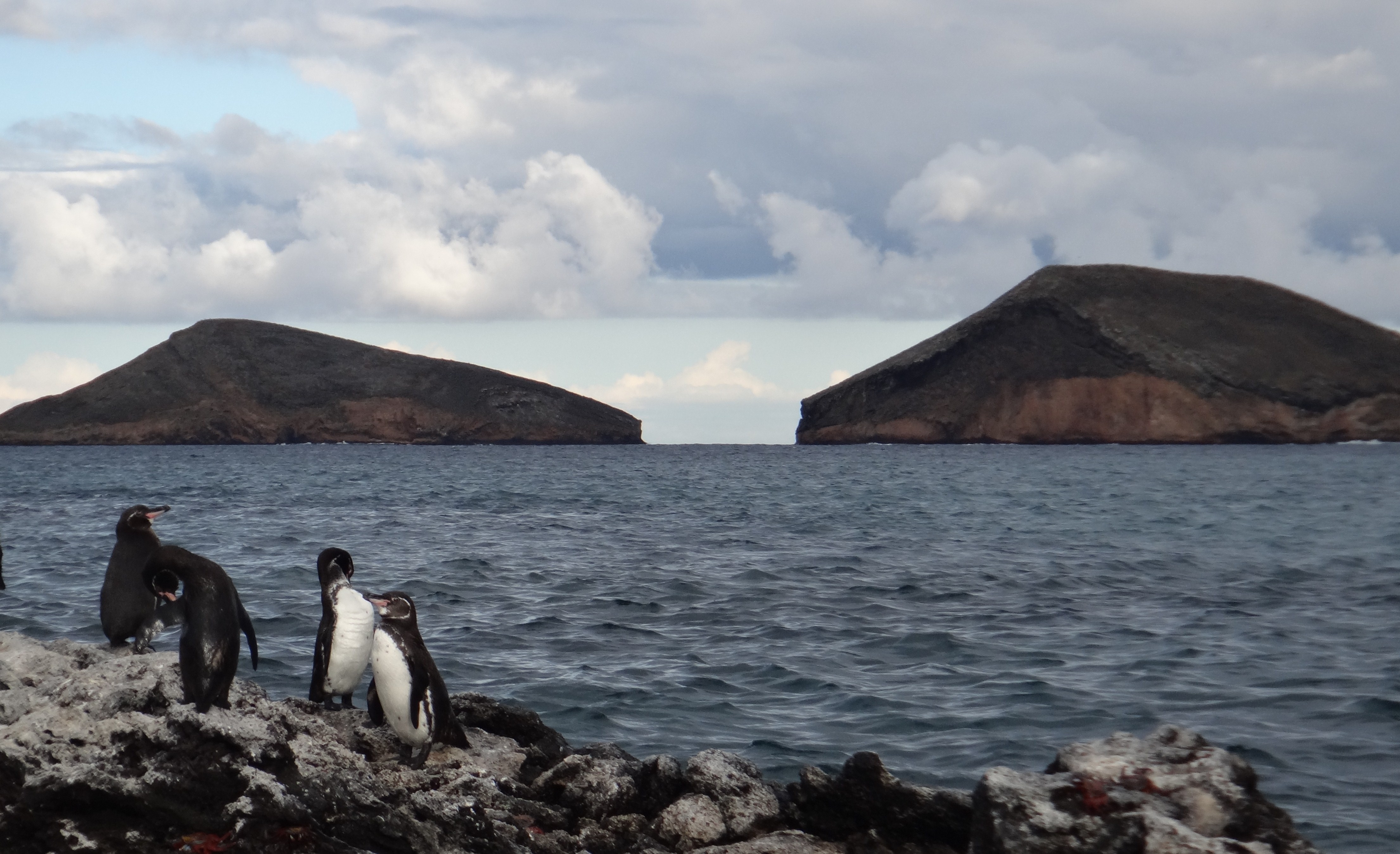 Galápagos Penguin Project – Center for Ecosystem Sentinels