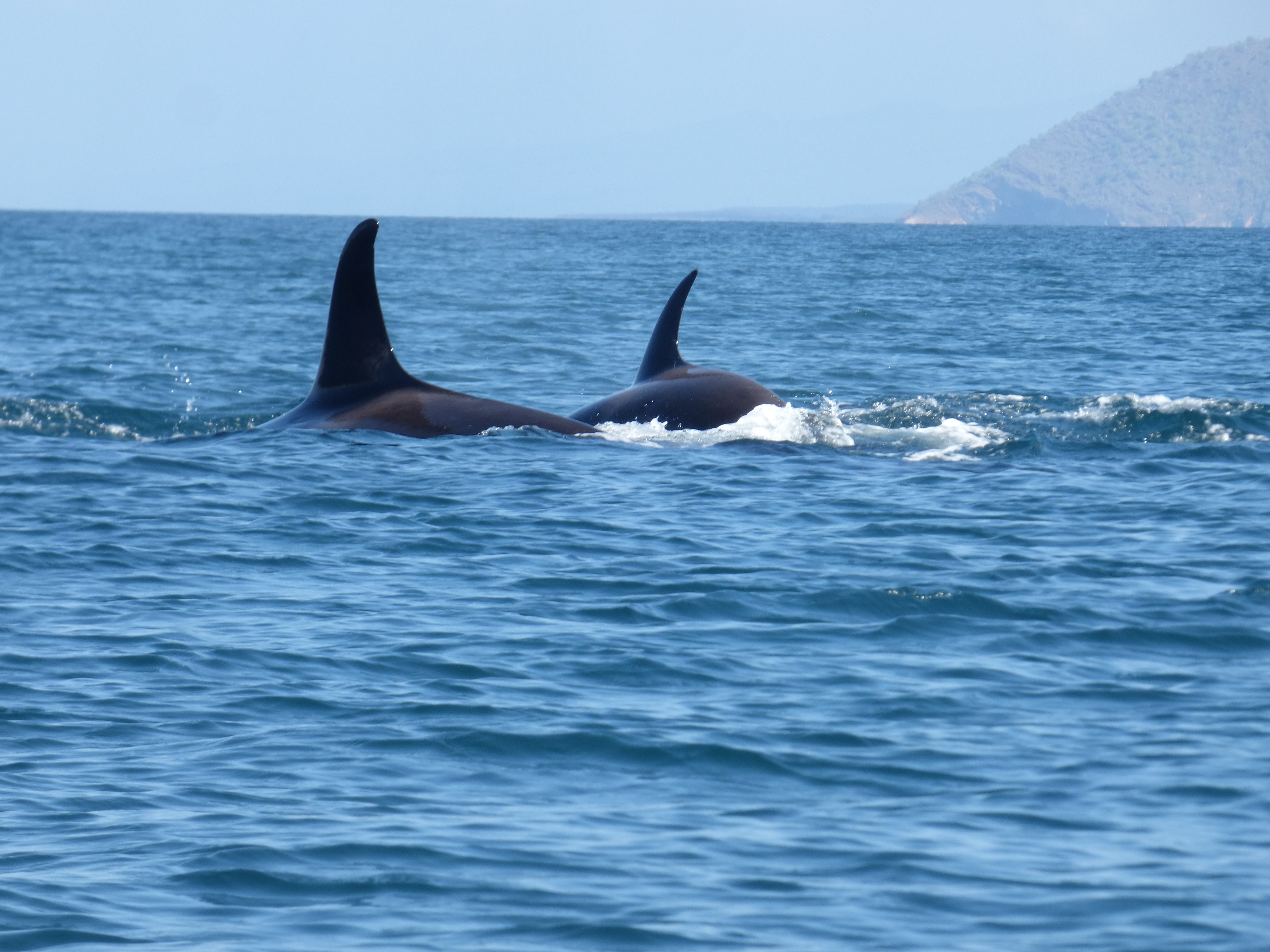 Divergent foraging strategies between populations of sympatric matrilineal killer whales