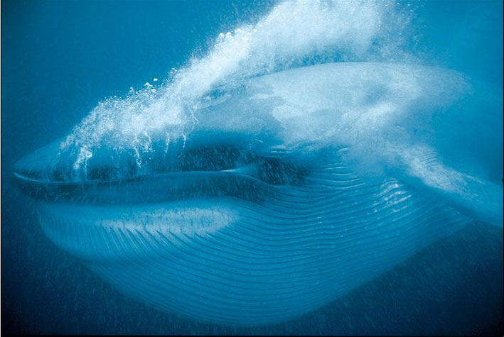 A blue whale underwater