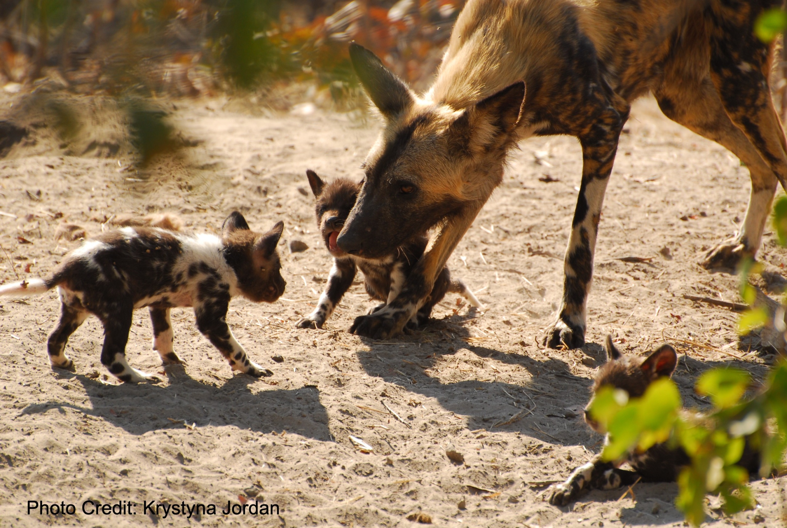 what is a group of african wild dogs called