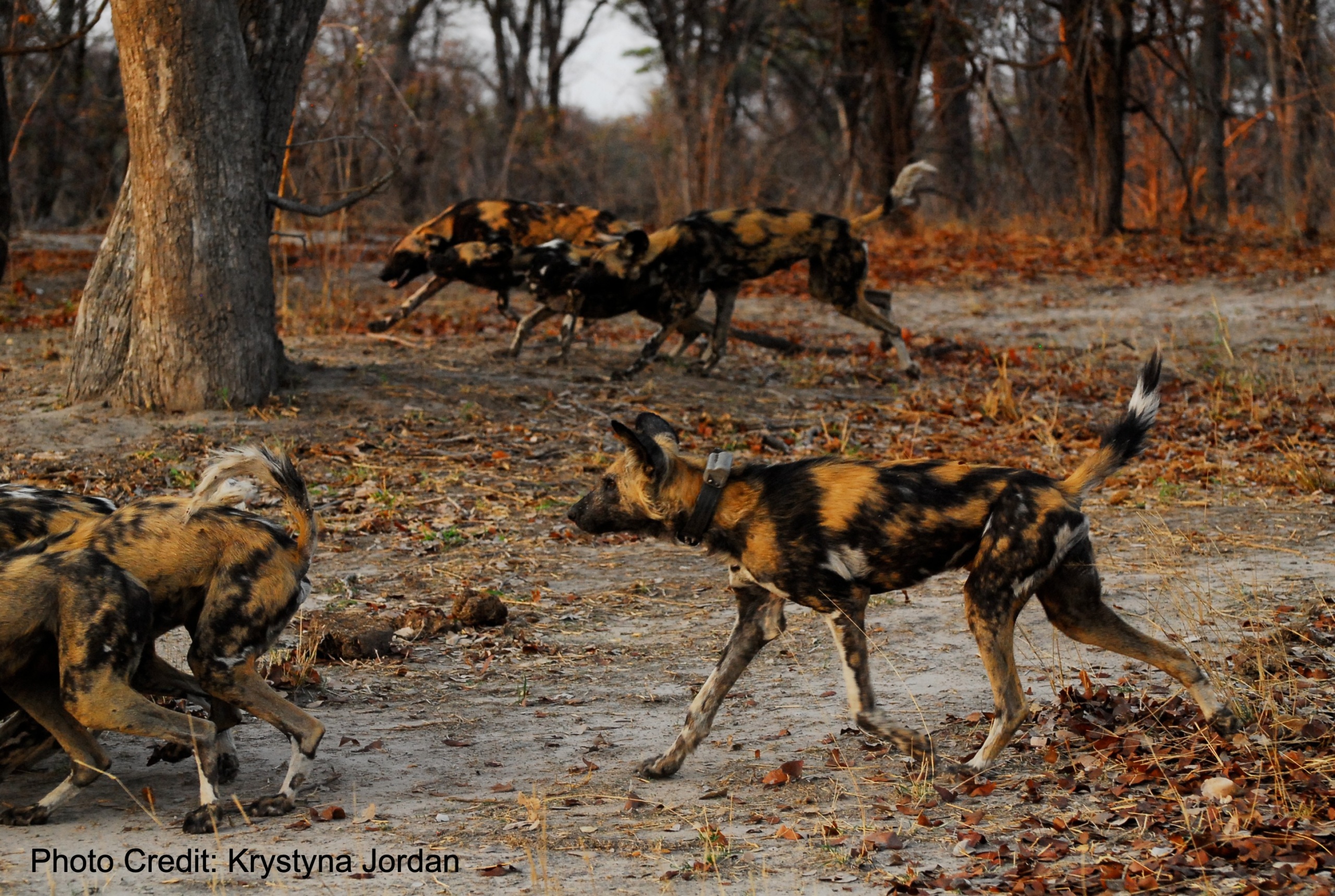 African Wild Dogs – Center for Ecosystem Sentinels