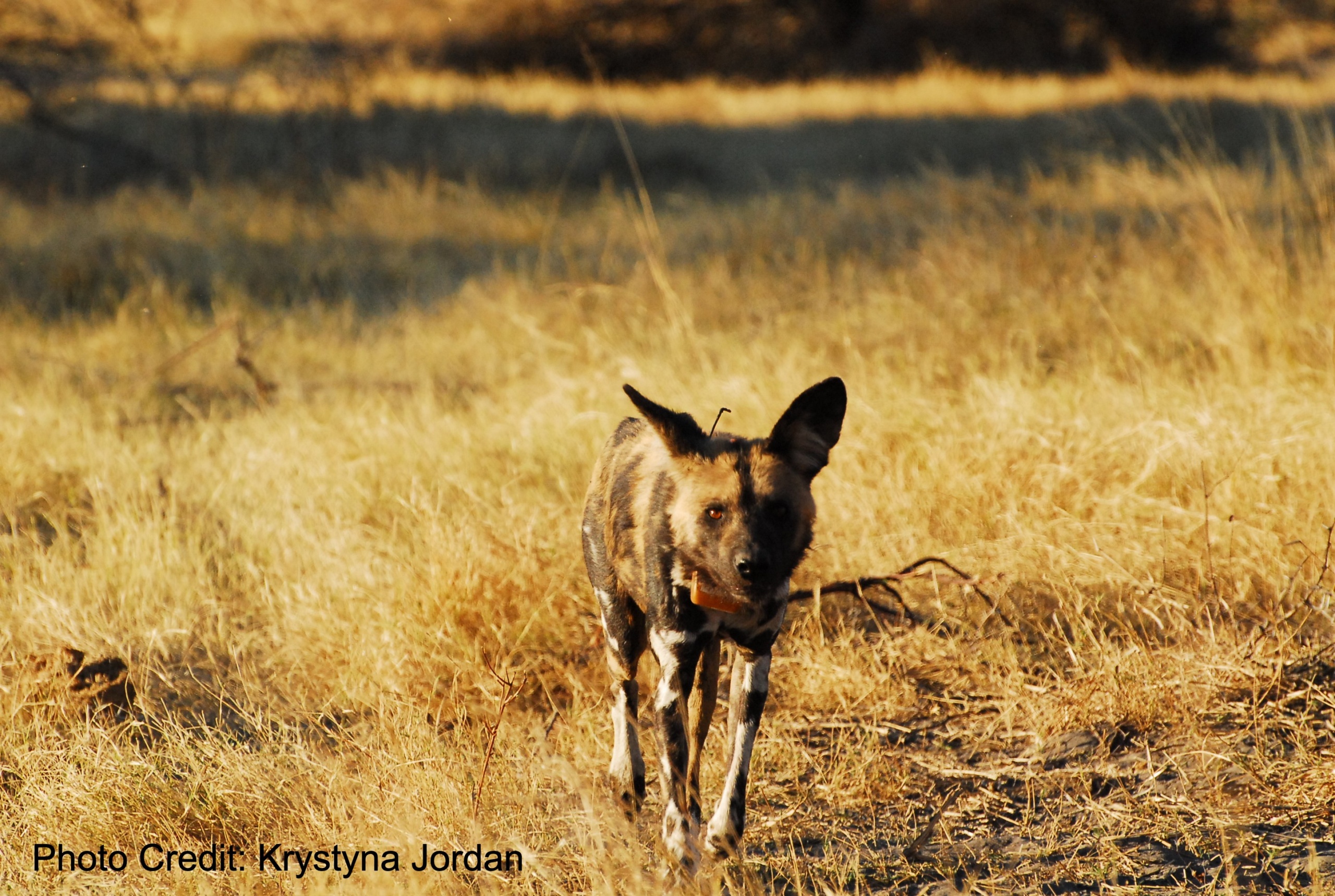 African Wild Dogs – Center for Ecosystem Sentinels