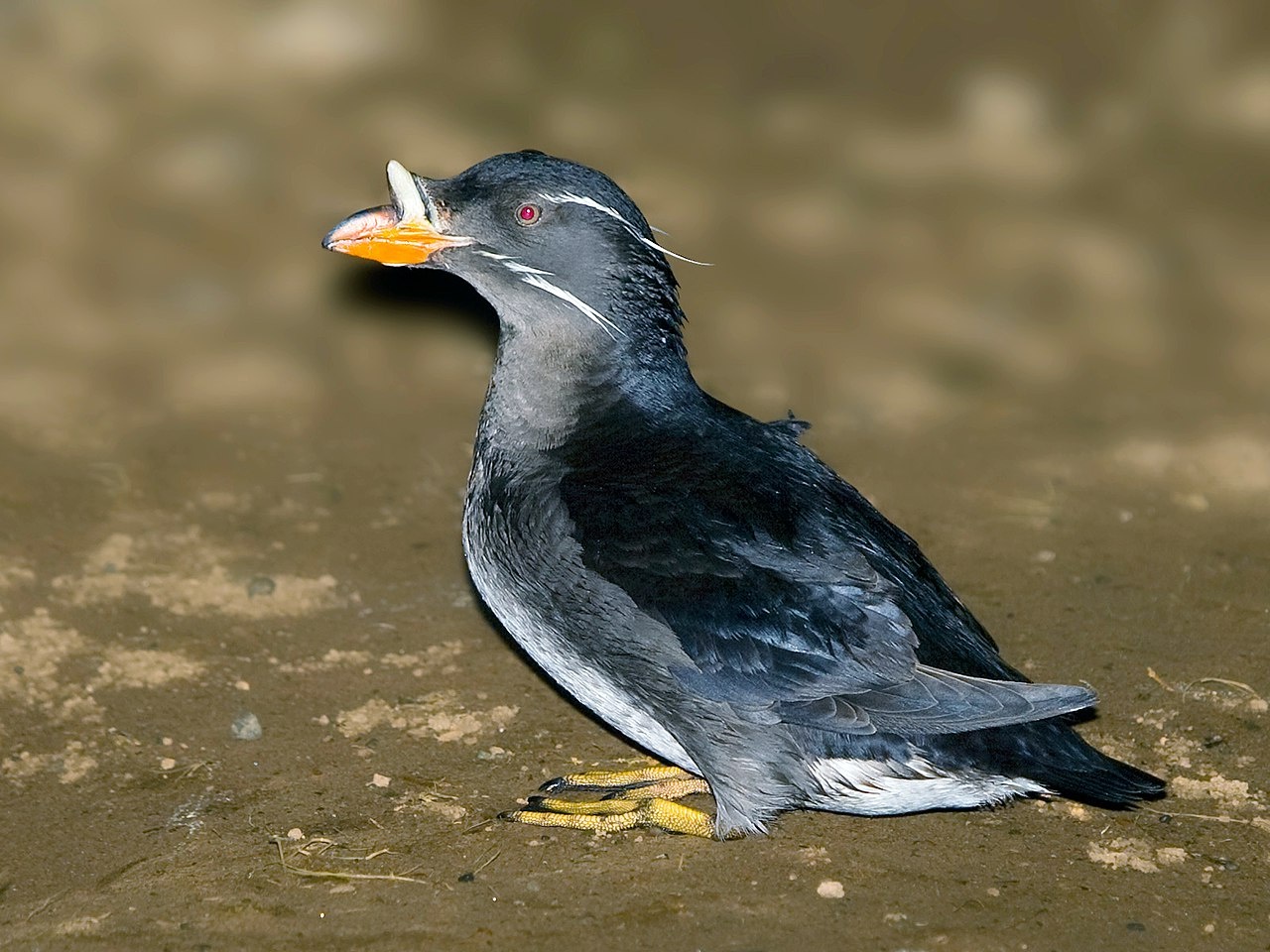 Resilience to a severe marine heatwave at two Pacific seabird colonies