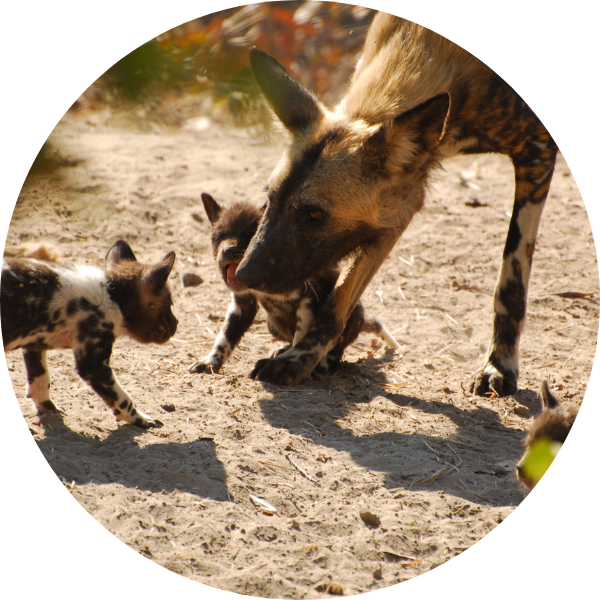 African Wild Dogs – Center for Ecosystem Sentinels