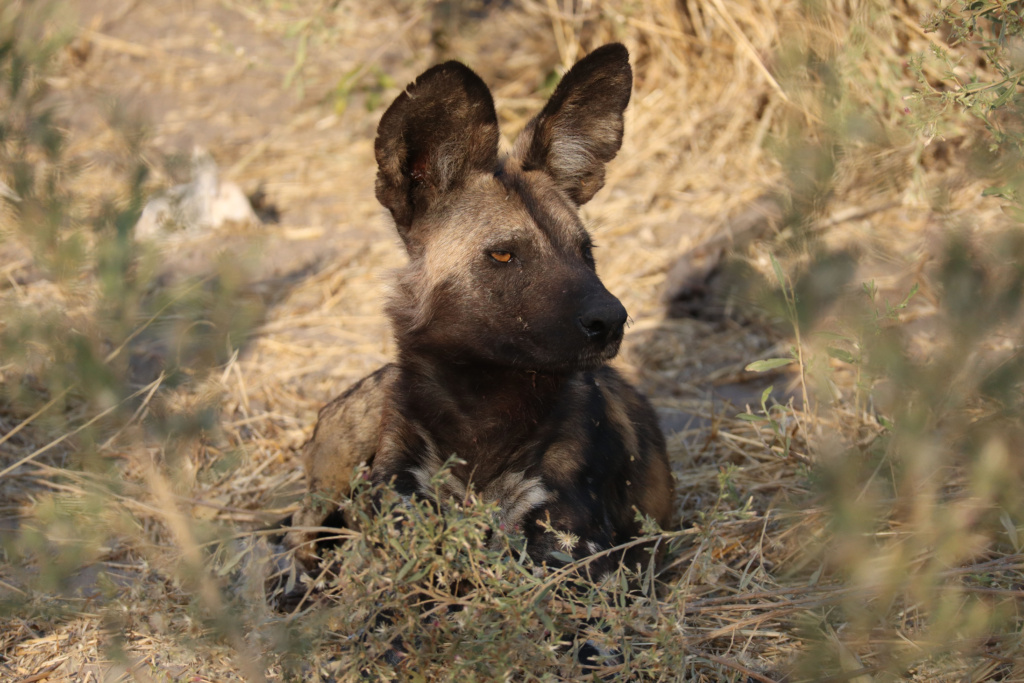 African Wild Dog laying on the ground and looking to it's left.