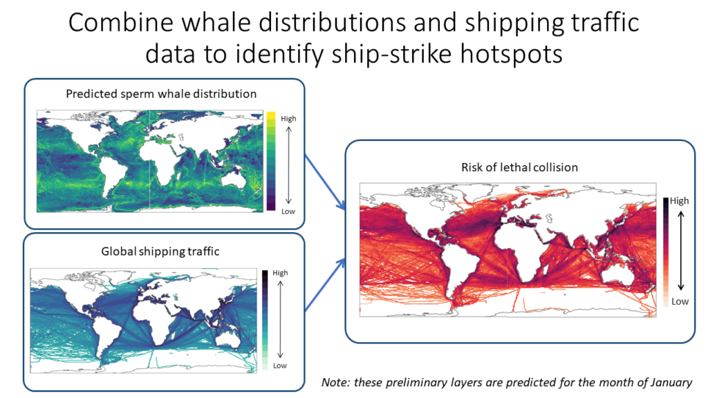 Three map models combining whale distributions and shipping 
traffic data to identify ship-strike hotspots 