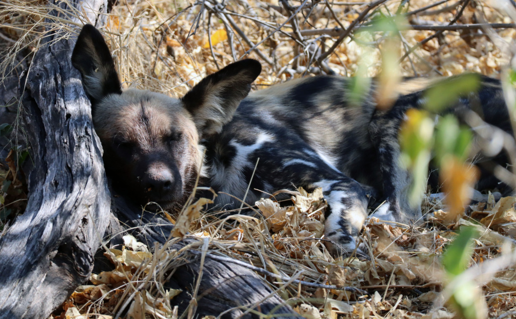 Cute photo of a sleeping African Wild Dog