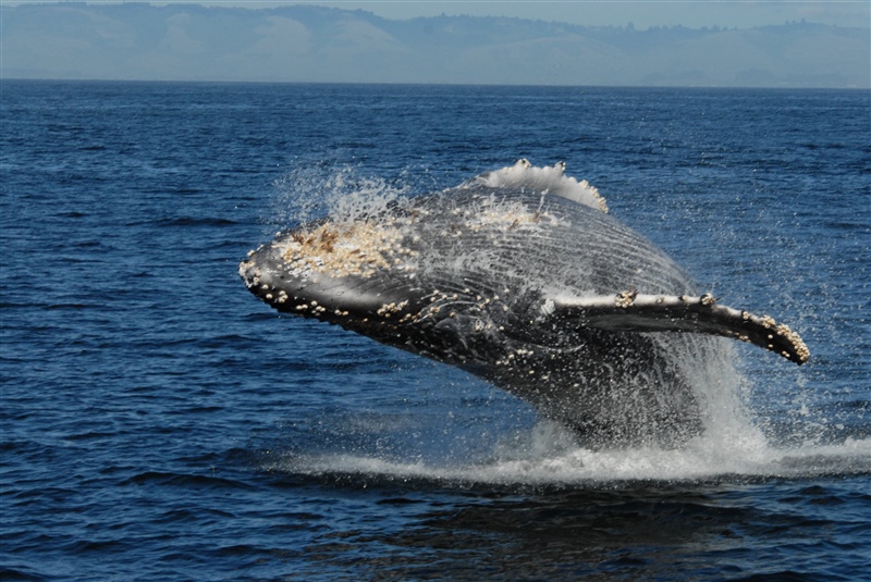 Humpback whale breaching