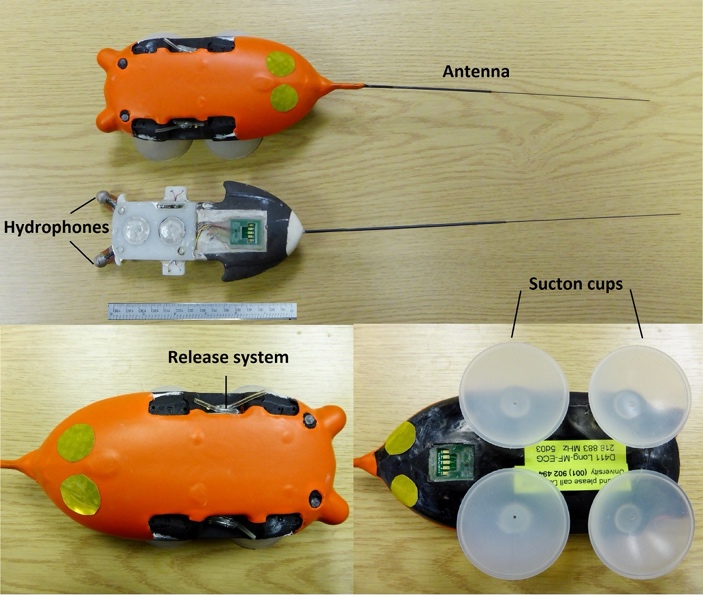Two pictures of the Dtags, showing the antenna, hydrophones, release system, and suction cups used to attach the device onto an orca.