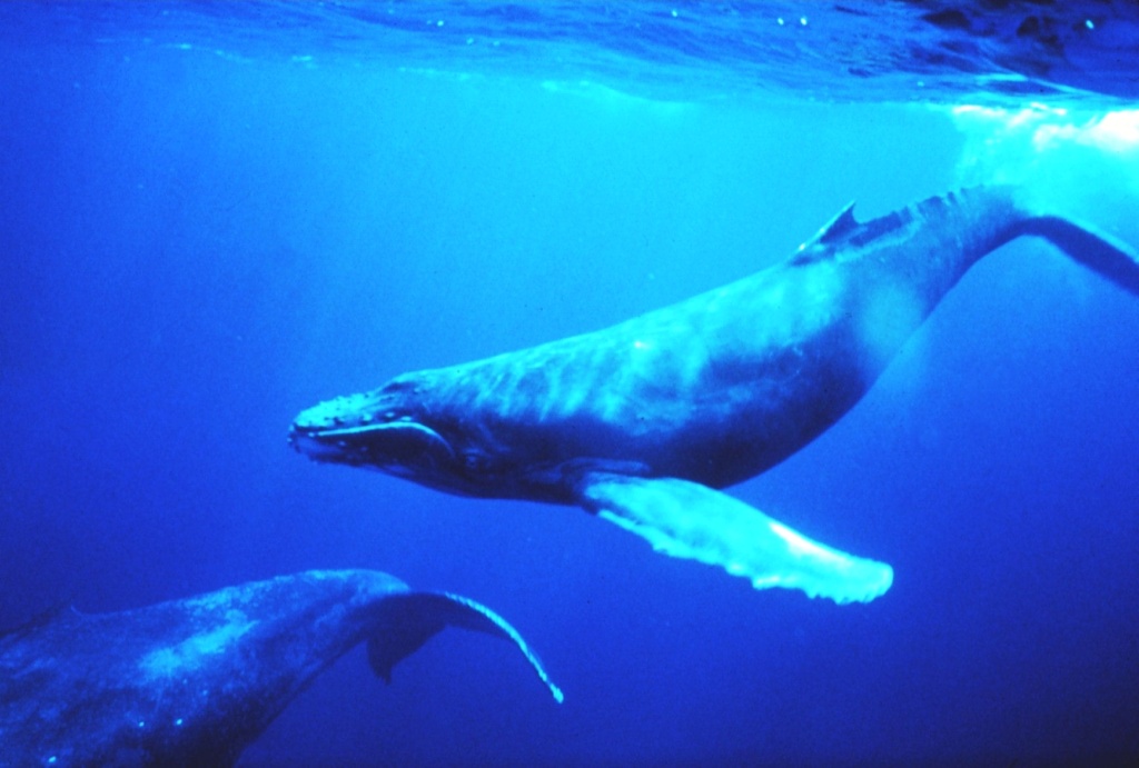 Humpback whale in singing position. Photo credit NOAA / Dr. Louis M. Herman