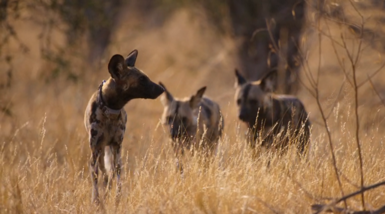Local and Landscape-Level Environmental Conditions Drive Habitat Selection Across Terrestrial Mammal Species