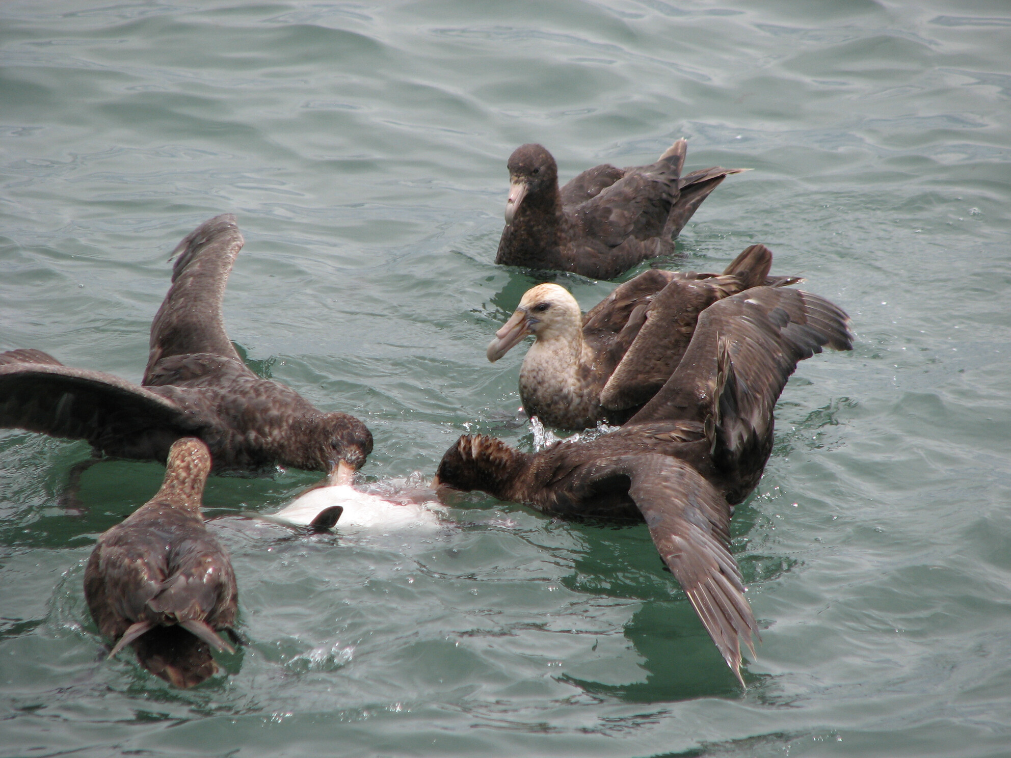 A fearful scourge to the penguin colonies: Southern giant petrel (Macronectes giganteus) predation on living Magellanic penguins (Spheniscus magellanicus) may be more common than assumed