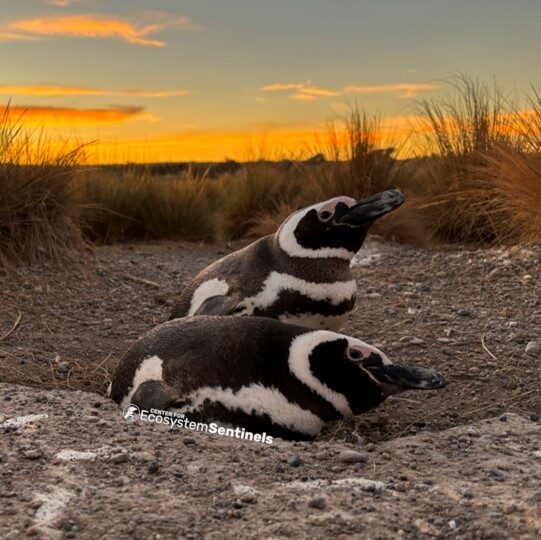 Plasticity syndromes in wild vertebrates: Patterns and consequences of individual variation in plasticity across multiple behaviours