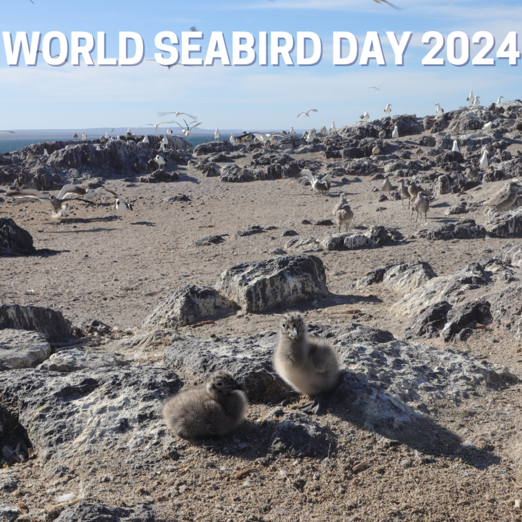 World Seabird Day 2024