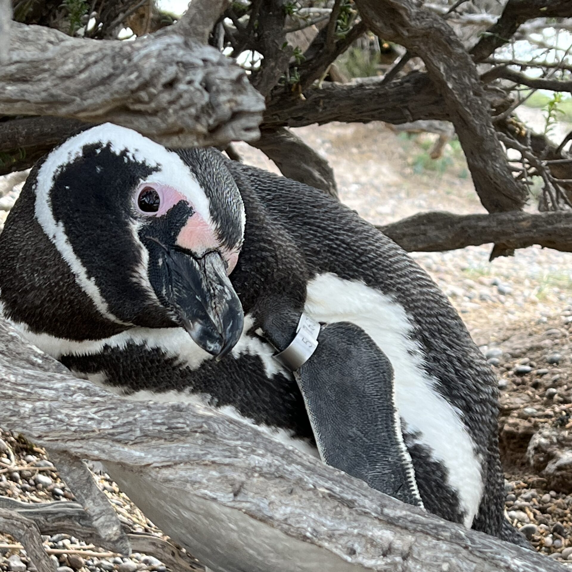 Increasing environmental variability inhibits evolutionary rescue in a long-lived vertebrate