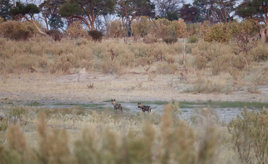 Two African Wild Dogs in a field