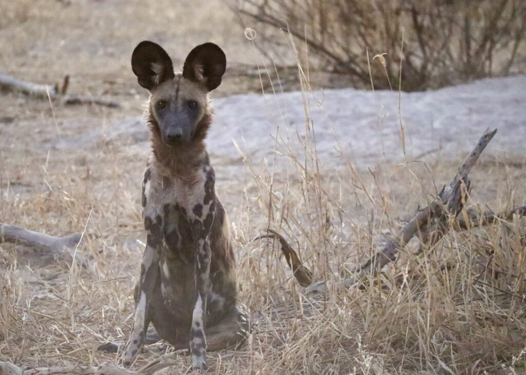 Sitting African Wild Dog