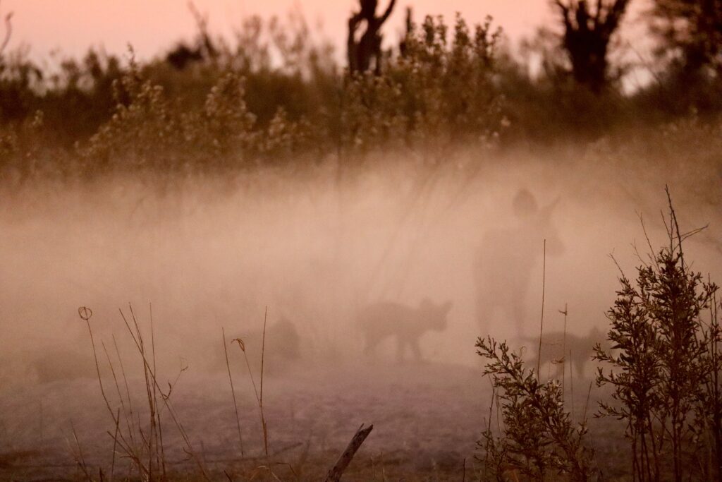 Artistic image of an Afircan Wild Dog pack in the mist