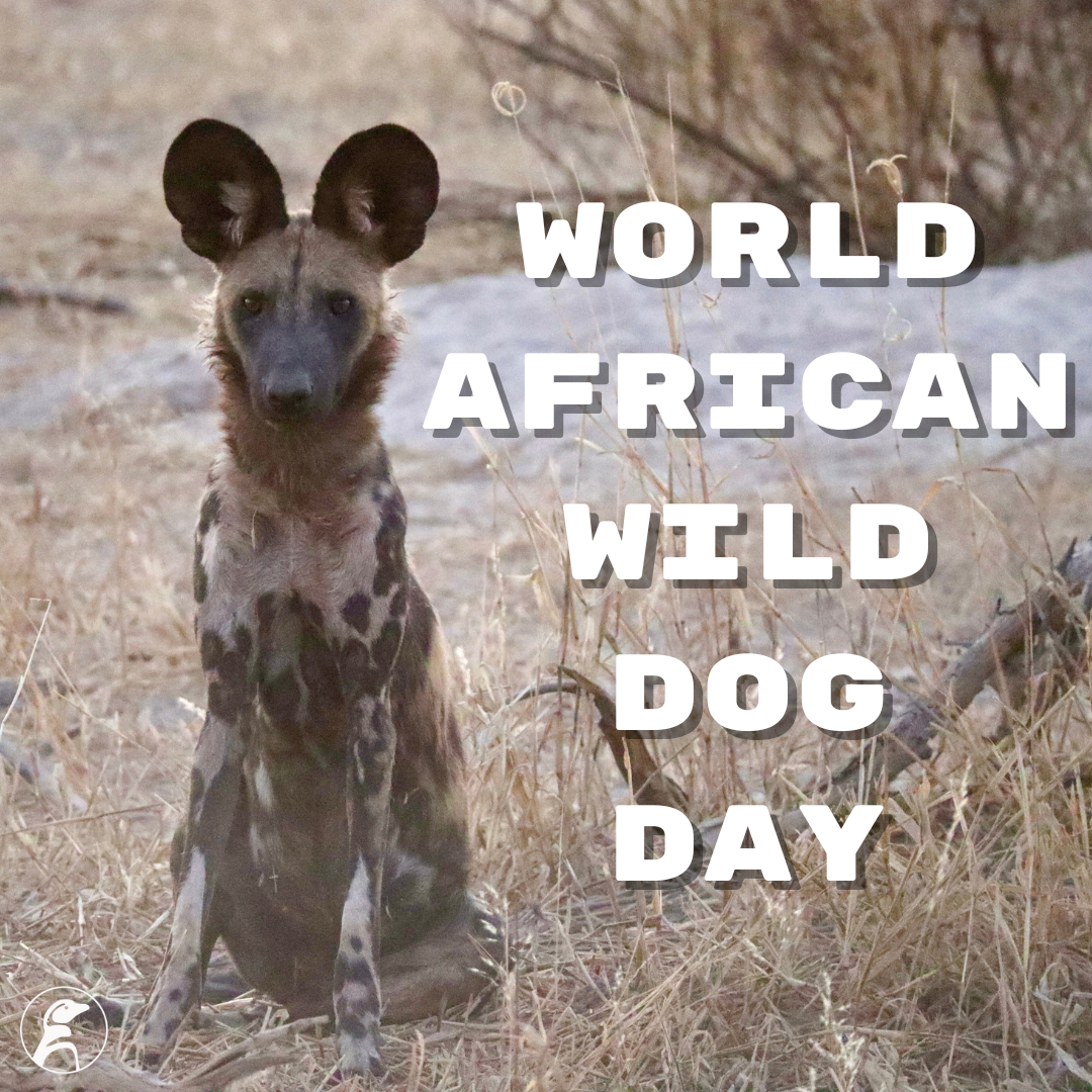 World African Wild Dog Day