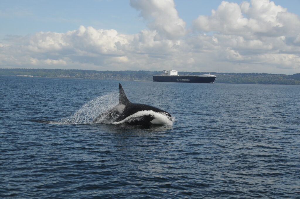 Males miss and females forgo: Auditory masking from vessel noise impairs foraging efficiency and success in killer whales