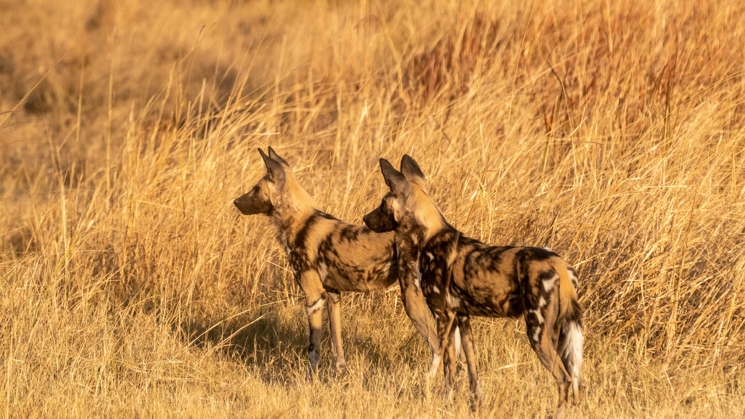 Droughts reshape apex predator space use and intraguild overlap