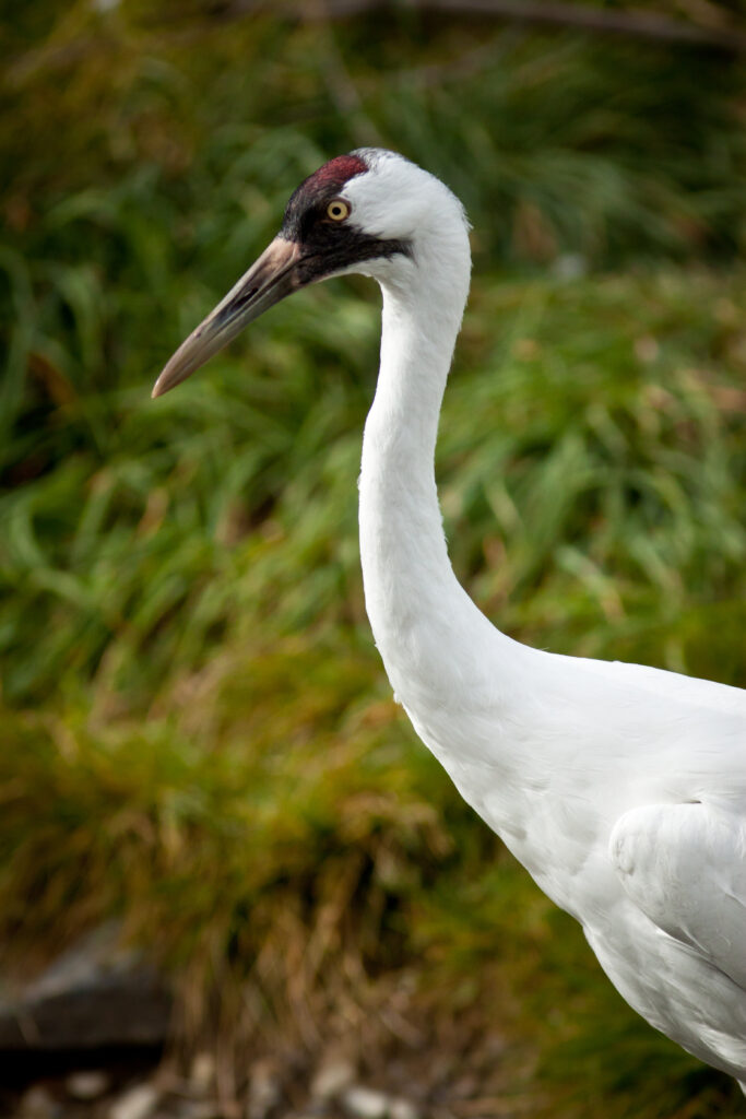 Anthropogenic impacts at the interface of animal spatial and social behaviour