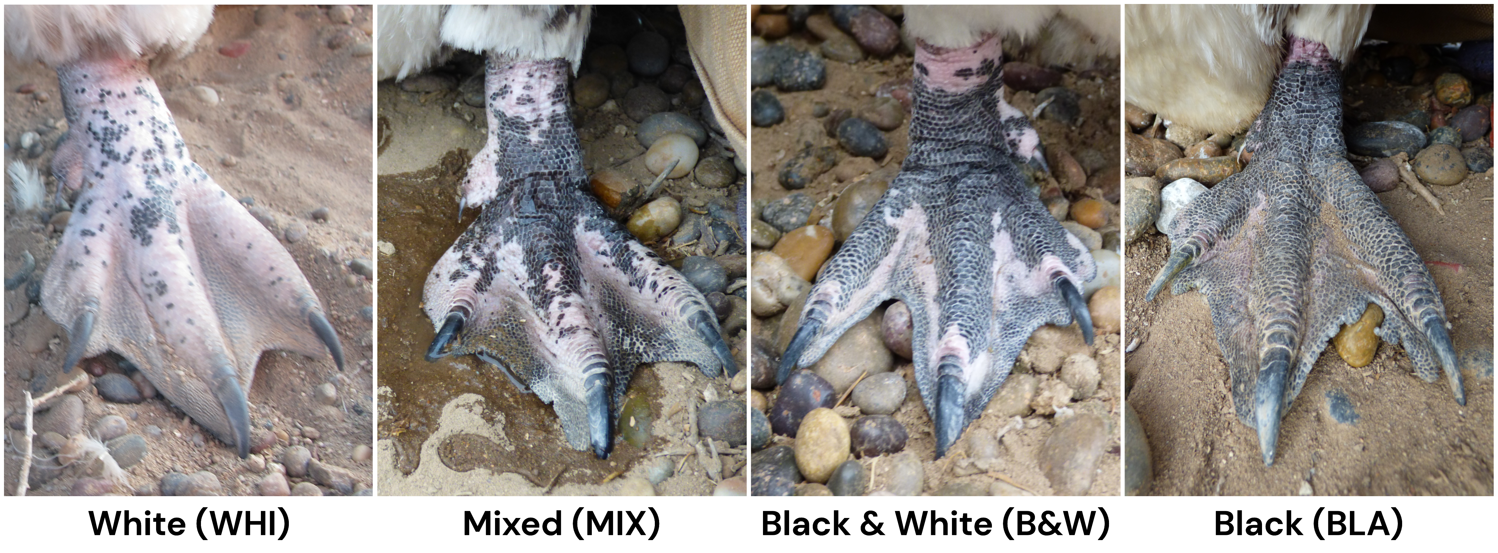 Foot darkening with age in Spheniscus penguins: applications and functions