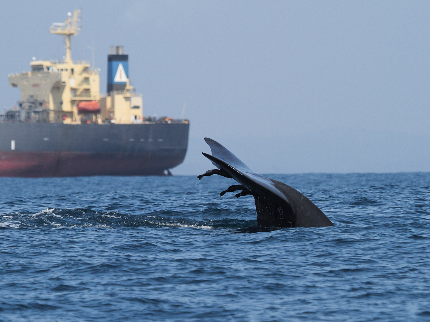 Ship collision risk threatens whales across the world’s oceans