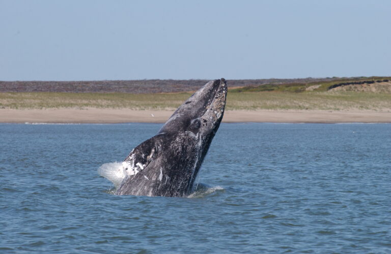 Gray whales number about 27,000 along the West Coast of North America. Photo by