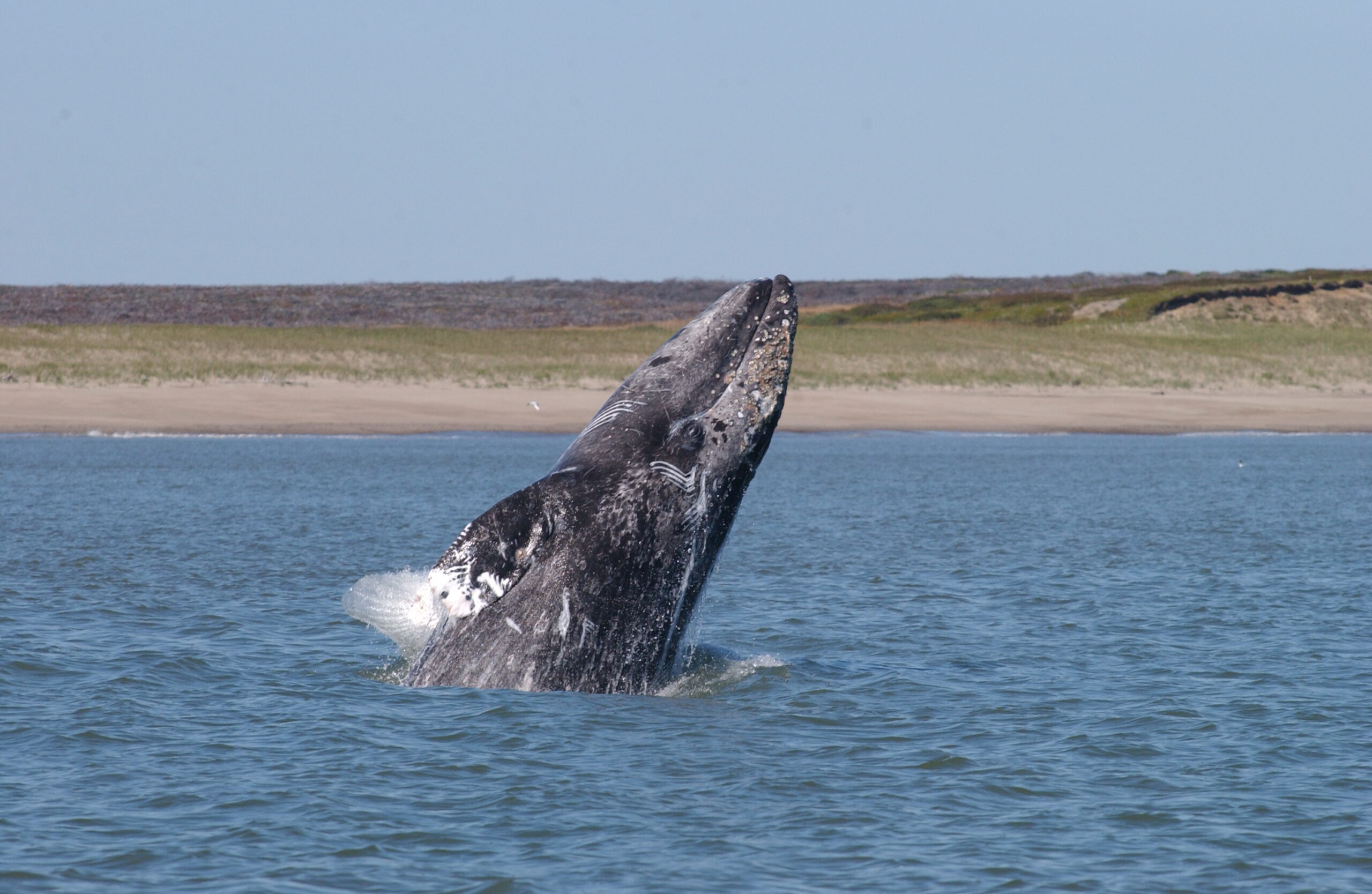 Changes in gray whale phenology and distribution related to prey variability and ocean biophysics in the northern Bering and eastern Chukchi seas