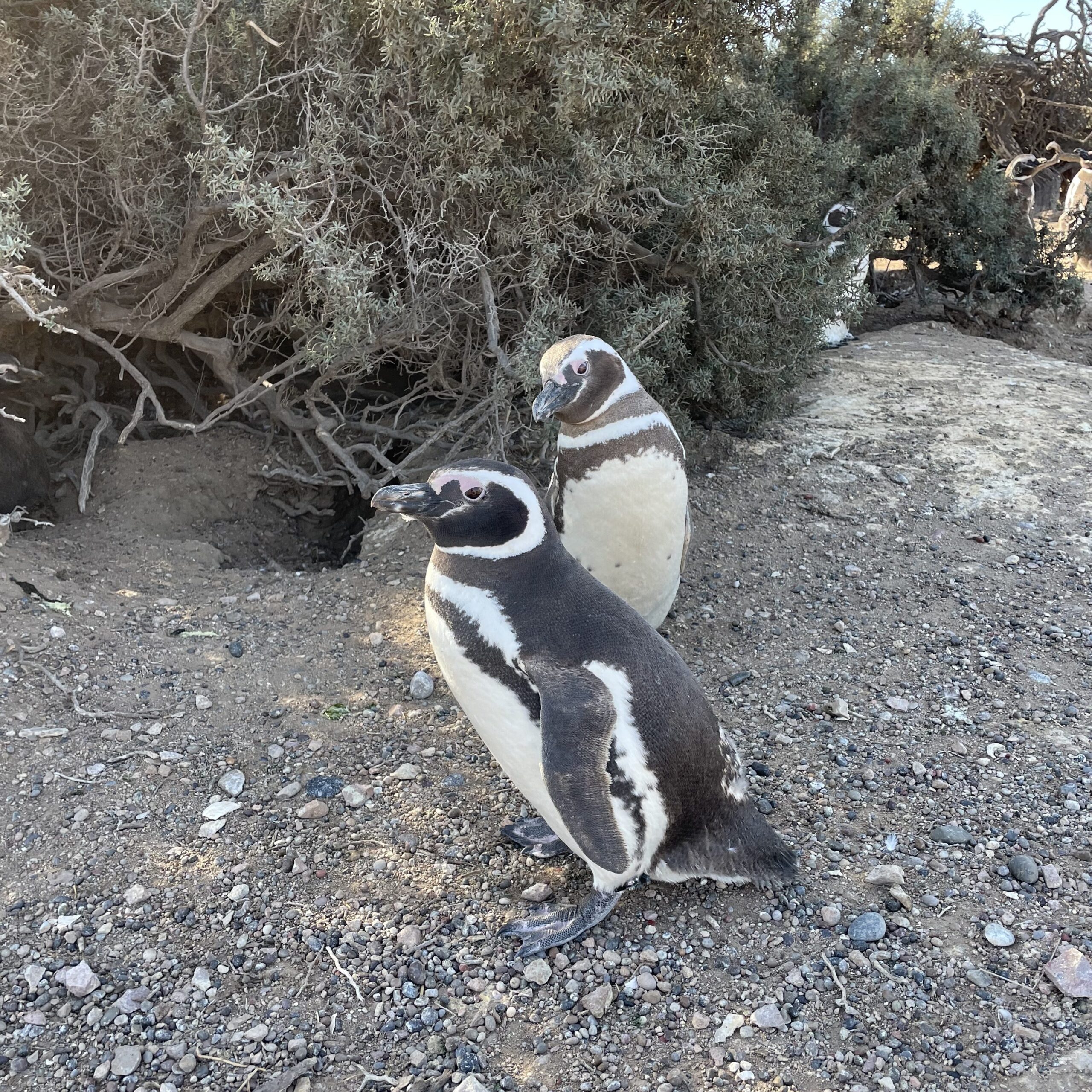 Female Magellanic penguin with a time-depth recorder (GLD) tag on her left ankle. Another penguin stands behind her.