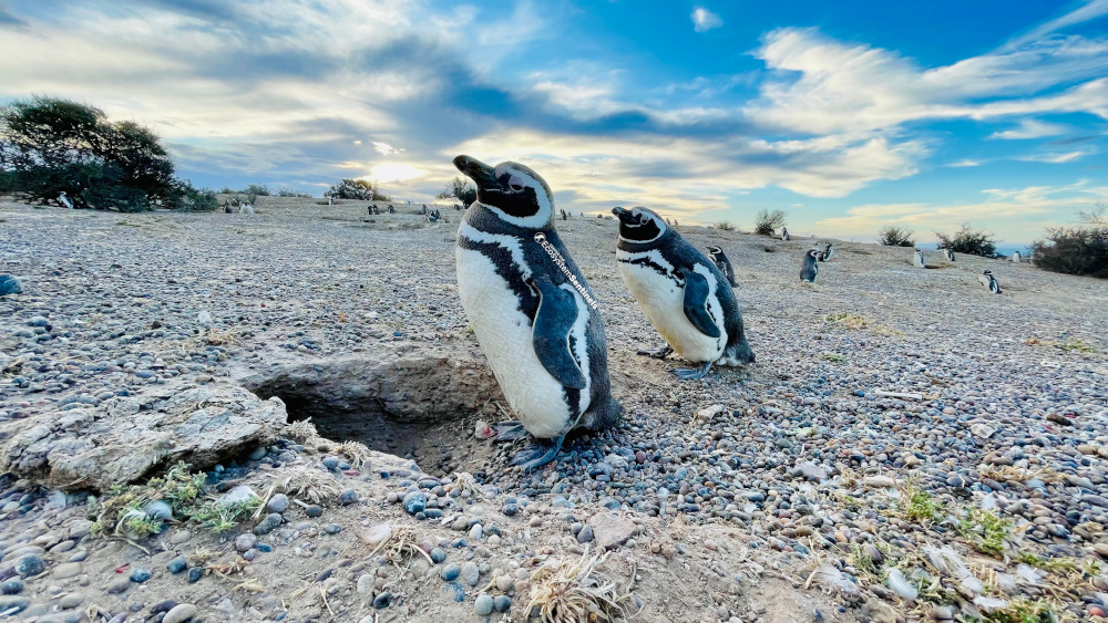 Two penguins standing on rocky ground, with a cloudly yet blue sky in the background