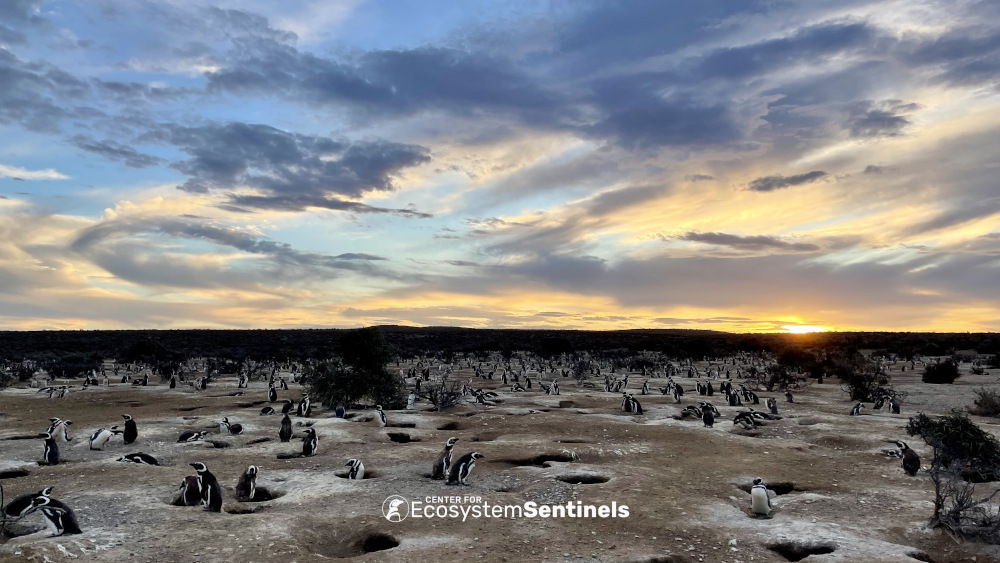 A landscape photo featuring penguins on a cloudly day