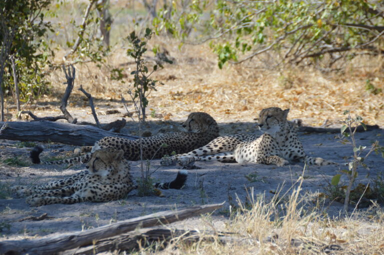 Warming temperatures increase close encounters between two top predator species