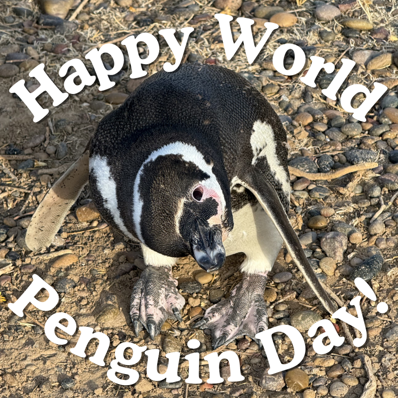 World Penguin Day 2026