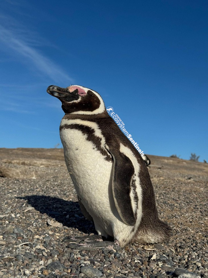 Field Updates: Argentina, February 2026