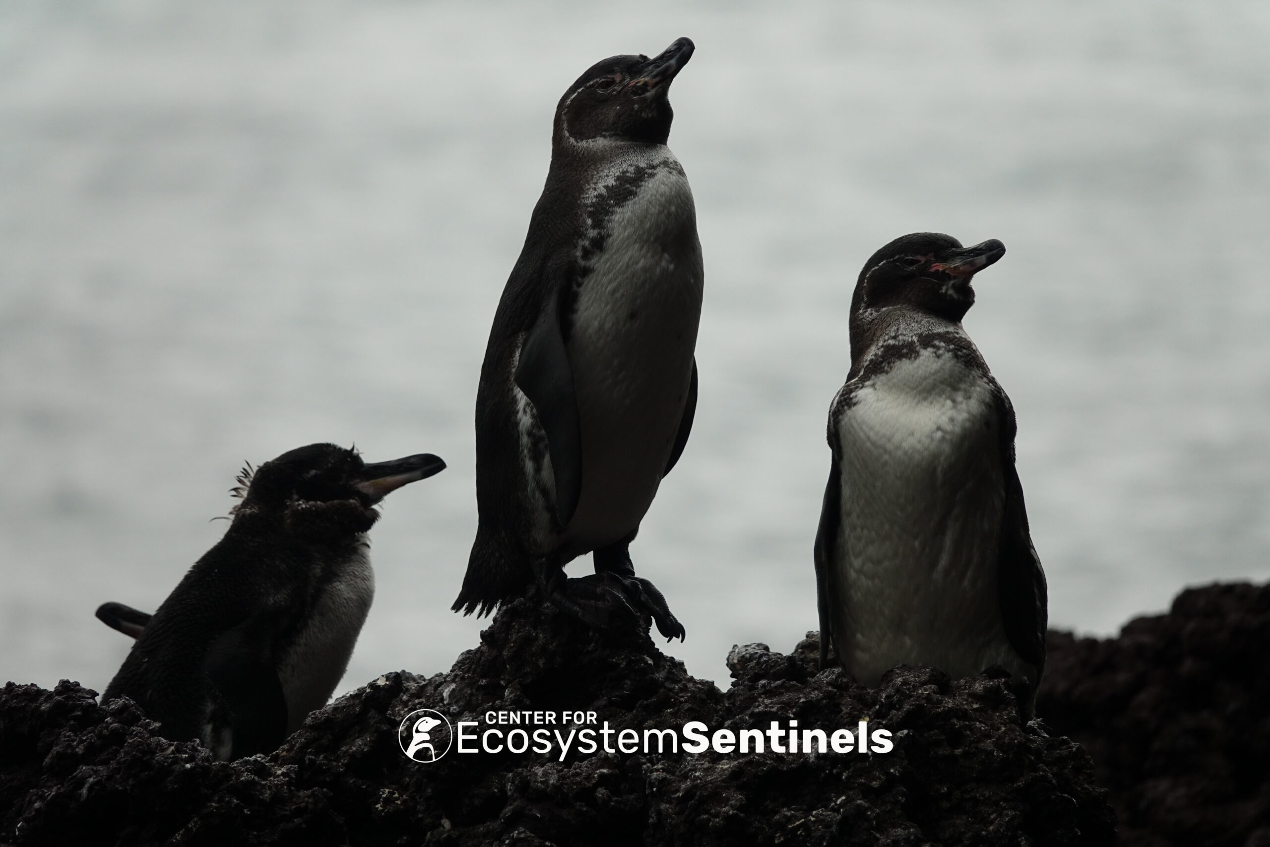Challenges, pitfalls, and potential solutions in assessing status and trends of Spheniscus penguins