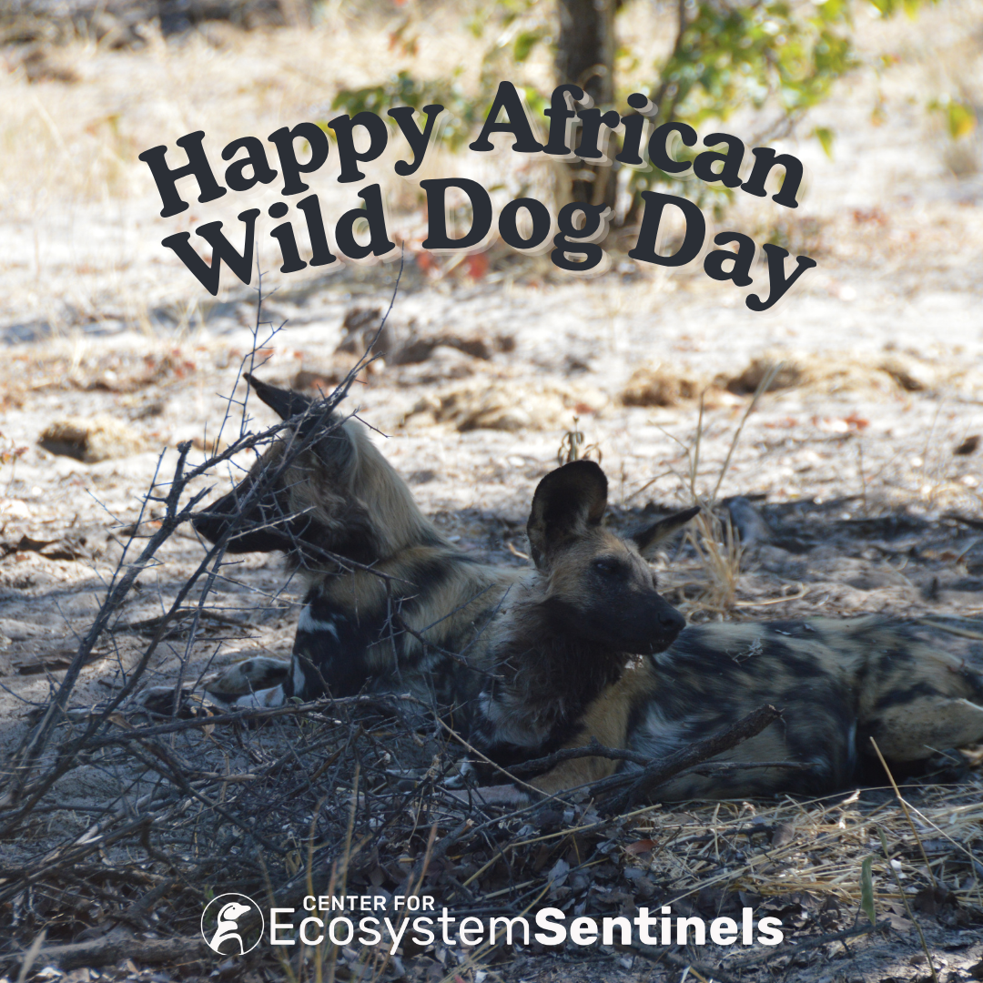 Happy World African Wild Dog Day