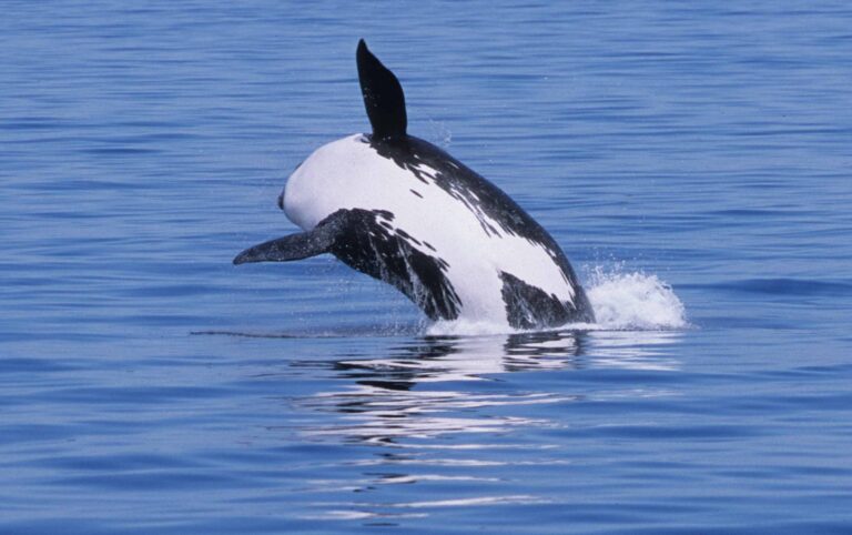 Courtesy of Dr. Brandon Southall, NMFS/OPR