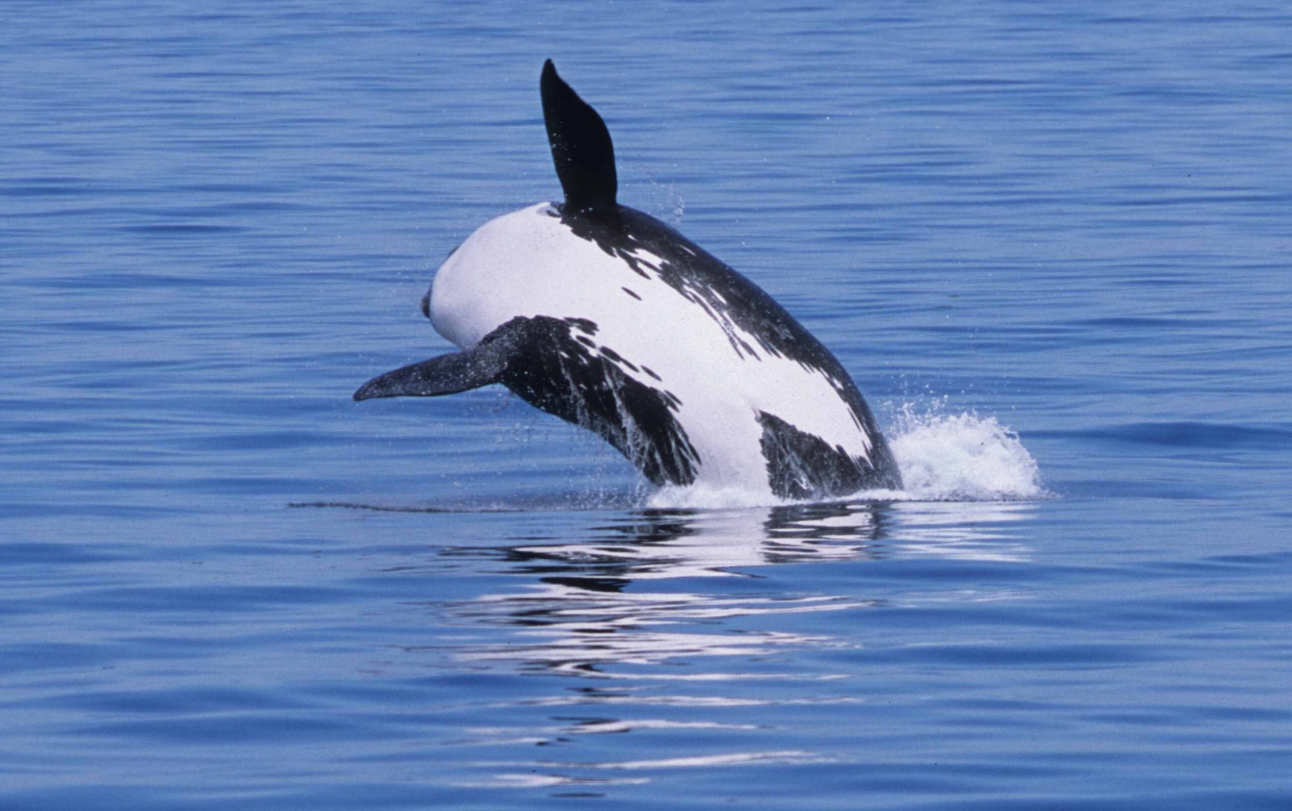 Diel patterns of biosonar-based foraging effort in endangered southern resident killer whales